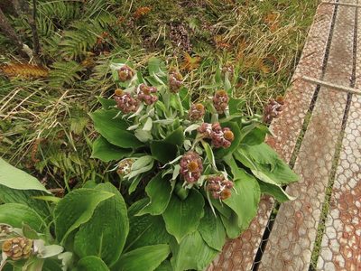 Pleurophyllum hookeri