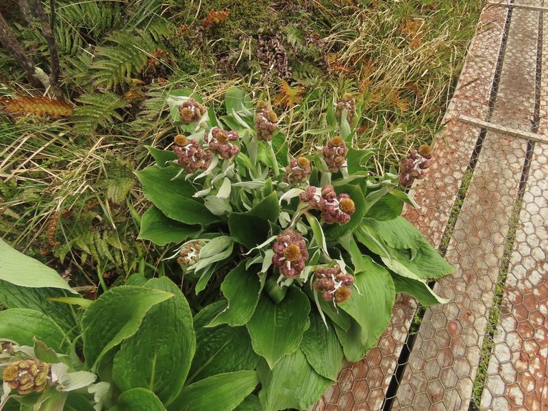 Pleurophyllum hookeri, photographed by rempson