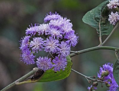Quechualia fulta, photographed by Hugo Hulsberg