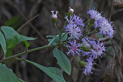 Quechualia fulta, photographed by Hugo Hulsberg