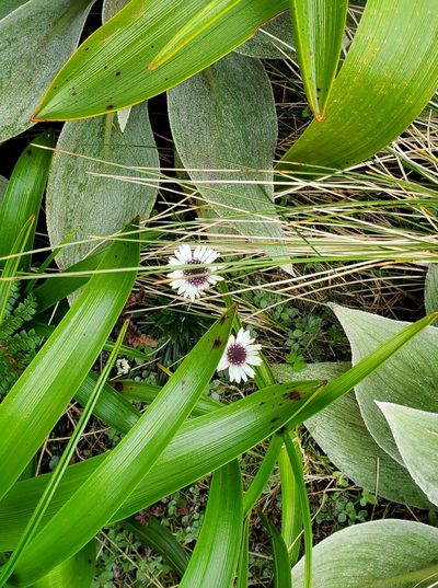 Damnamenia vernicosa, photographed by rempson