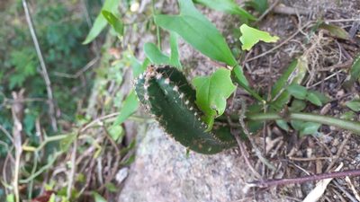 Cereus hildmannianus, photographed by JG