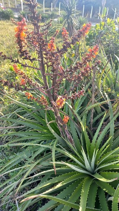 Dyckia encholirioides, photographed by JG