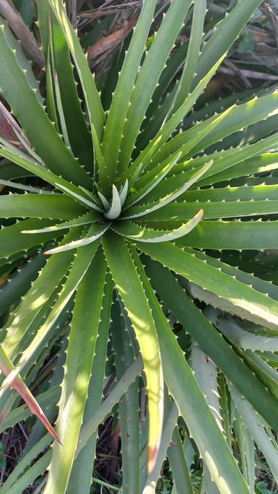 Dyckia encholirioides, photographed by JG