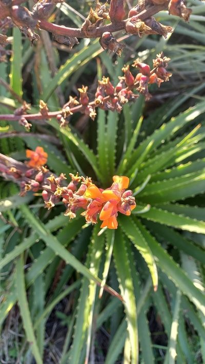 Dyckia encholirioides, photographed by JG