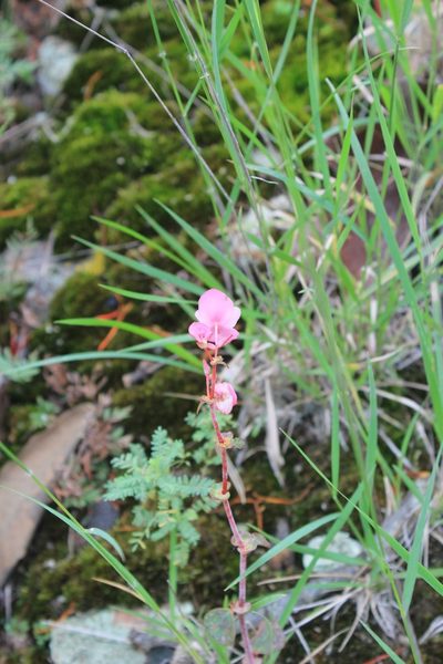 Begonia tapatia, photographed by Viacheslav Shalisko