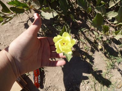 Cienfuegosia drummondii, photographed by María Zeta
