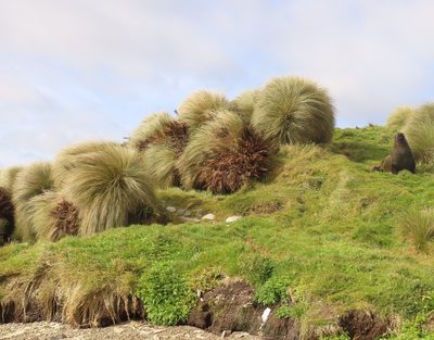 Chionochloa antarctica, photographed by rempson
