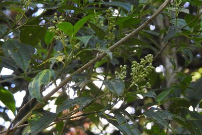 Miconia glaberrima, photographed by Neptalí Ramírez Marcial