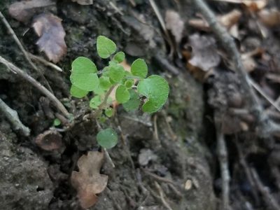 Parietaria hespera, photographed by James C. Davis