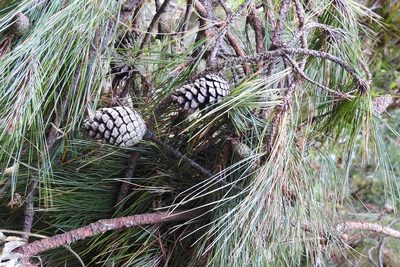 Pinus tecunumanii, photographed by Neptalí Ramírez Marcial
