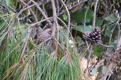 Pinus tecunumanii, photographed by Neptalí Ramírez Marcial