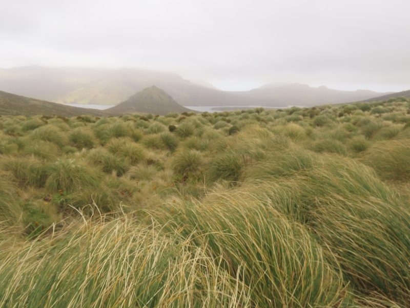 Chionochloa antarctica, photographed by rempson