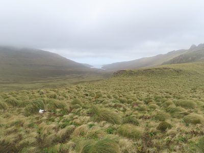 Chionochloa antarctica, photographed by rempson