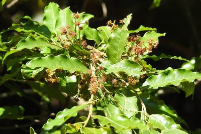 Prunus rhamnoides, photographed by Neptalí Ramírez Marcial