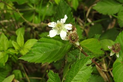 Rubus coriifolius, photographed by Neptalí Ramírez Marcial