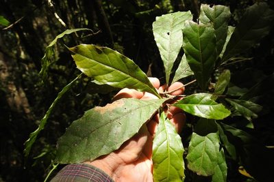 Meliosma dentata, photographed by Neptalí Ramírez Marcial