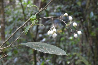 Cestrum guatemalense, photographed by Neptalí Ramírez Marcial
