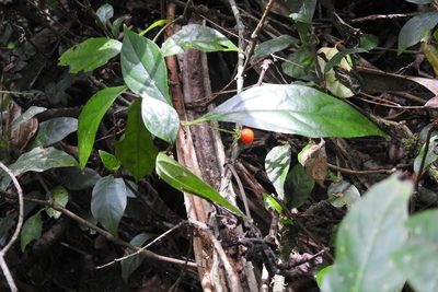 Lycianthes connata, photographed by Neptalí Ramírez Marcial