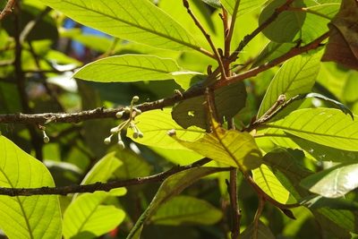 Styrax magnus, photographed by Neptalí Ramírez Marcial