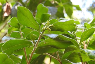 Daphnopsis malacophylla, photographed by Neptalí Ramírez Marcial