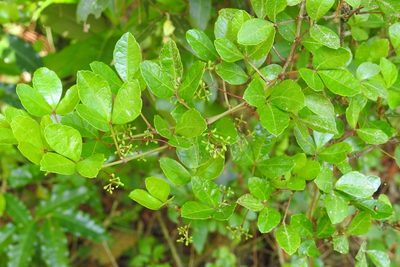 Apocissus trianae, photographed by Neptalí Ramírez Marcial
