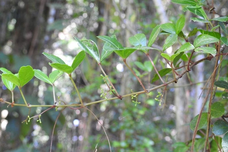 Apocissus trianae, photographed by Neptalí Ramírez Marcial
