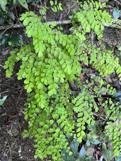 Adiantum fragile, photographed by prodewald