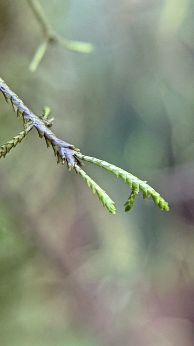 Bryopteris filicina, photographed by Trevor Van Loon