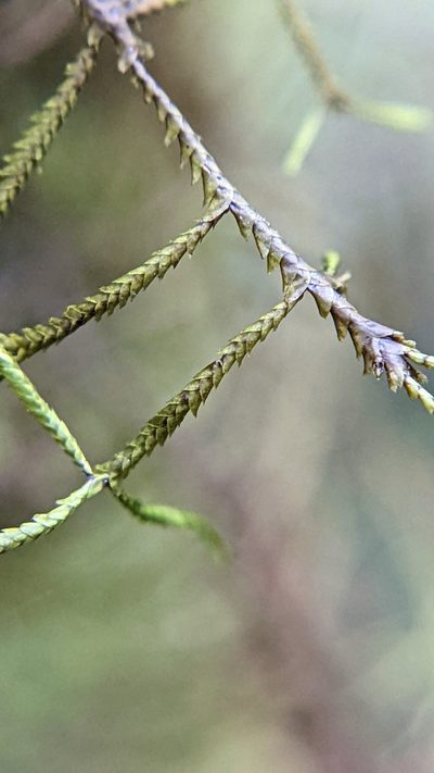 Bryopteris filicina, photographed by Trevor Van Loon