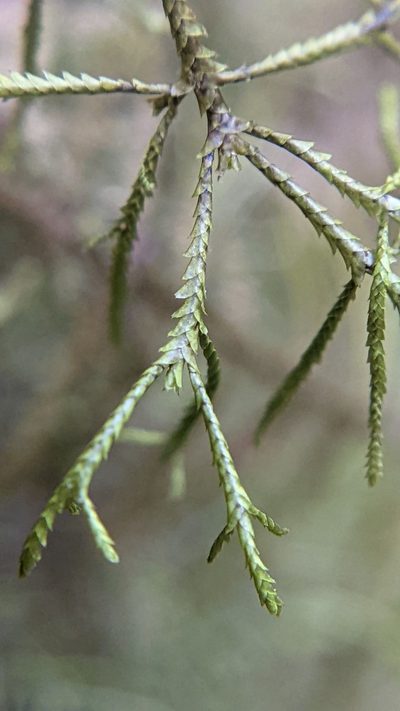 Bryopteris filicina, photographed by Trevor Van Loon