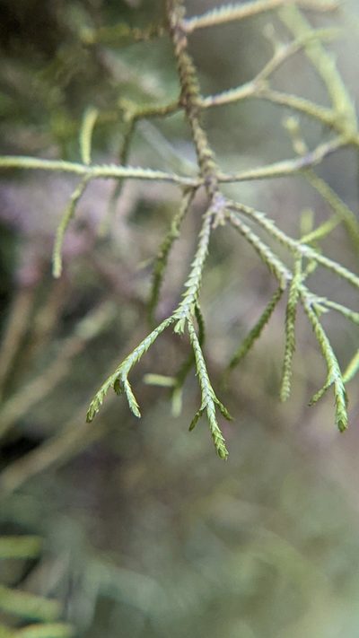Bryopteris filicina, photographed by Trevor Van Loon