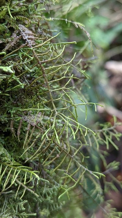 Bryopteris filicina, photographed by Trevor Van Loon