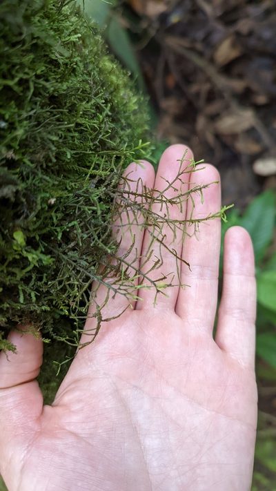 Bryopteris filicina, photographed by Trevor Van Loon