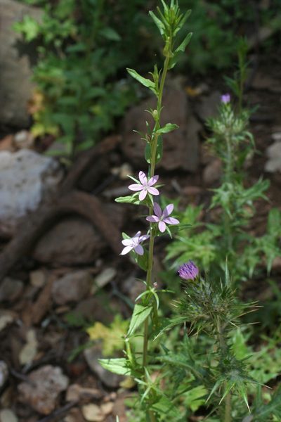 Legousia falcata, photographed by Oleg Kosterin
