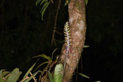 Aechmea angustifolia