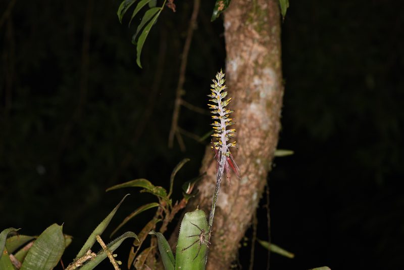 Aechmea angustifolia, photographed by Trevor Van Loon