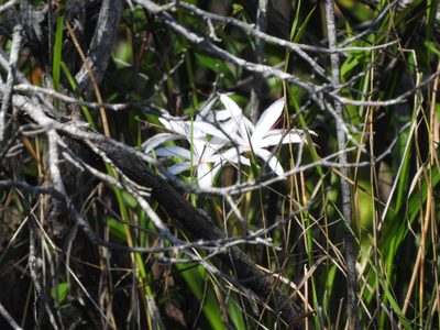 Crinum americanum, photographed by sudomir