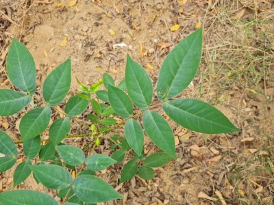 Senna occidentalis, photographed by TreeClouds Permaculture