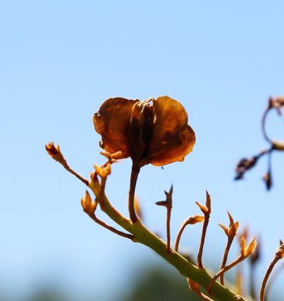 Nuytsia floribunda, photographed by Margaret Langley