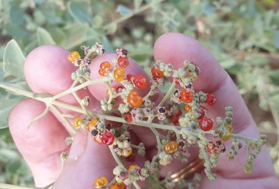 Chenopodium parabolicum, photographed by Rosalie Lawrence