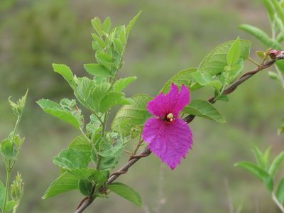 Dalechampia aristolochiifolia, photographed by Manuel Roncal