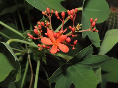 Jatropha humboldtiana, photographed by Manuel Roncal