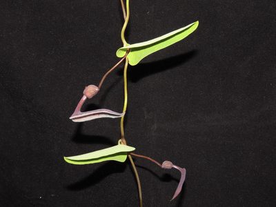 Aristolochia chachapoyensis, photographed by Manuel Roncal
