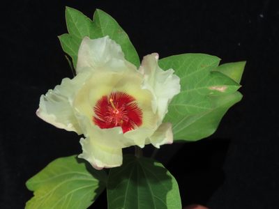 Cienfuegosia tripartita, photographed by Manuel Roncal