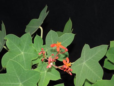 Jatropha humboldtiana, photographed by Manuel Roncal