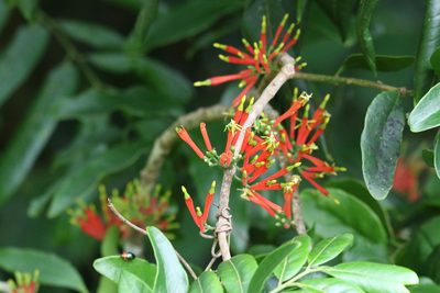 Amylotheca dictyophleba, photographed by Greg Tasney