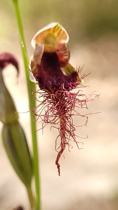 Calochilus gracillimus, photographed by Eamonn Culhane