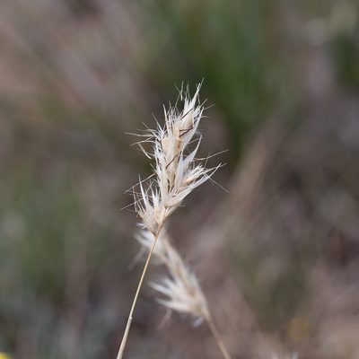 Rytidosperma caespitosum, photographed by Kym Nicolson