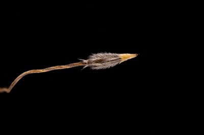 Austrostipa setacea, photographed by Kym Nicolson